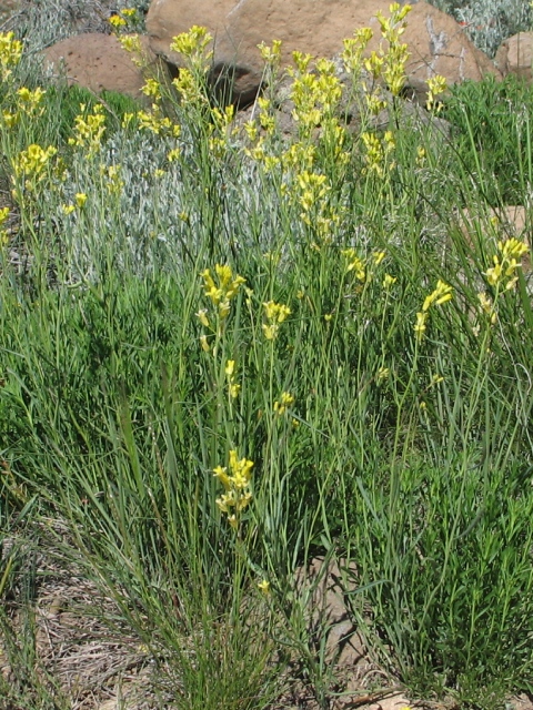 Schoenocrambe linifolia
